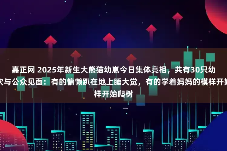 嘉正网 2025年新生大熊猫幼崽今日集体亮相，共有30只幼崽首次与公众见面：有的慵懒趴在地上睡大觉，有的学着妈妈的模样开始爬树
